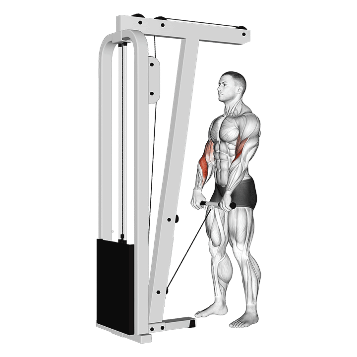 Reverse Grip Cable Curl exercise animation