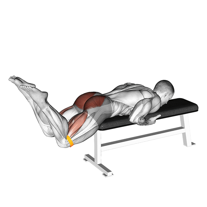 Band Reverse Hyperextension exercise animation