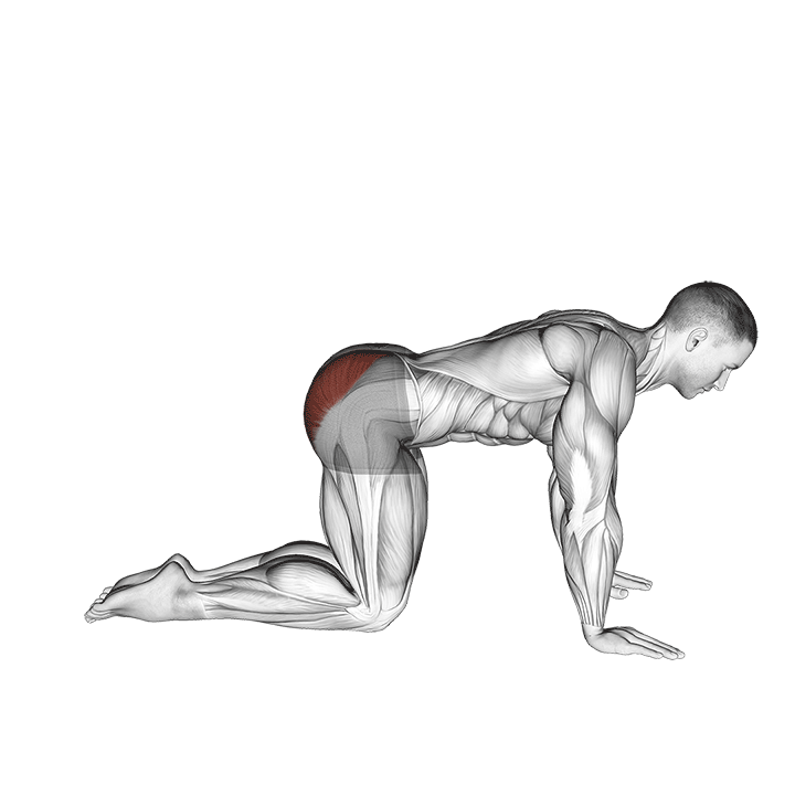 Donkey Kick exercise animation