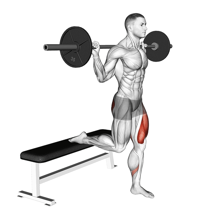 Barbell Bulgarian Squat exercise animation