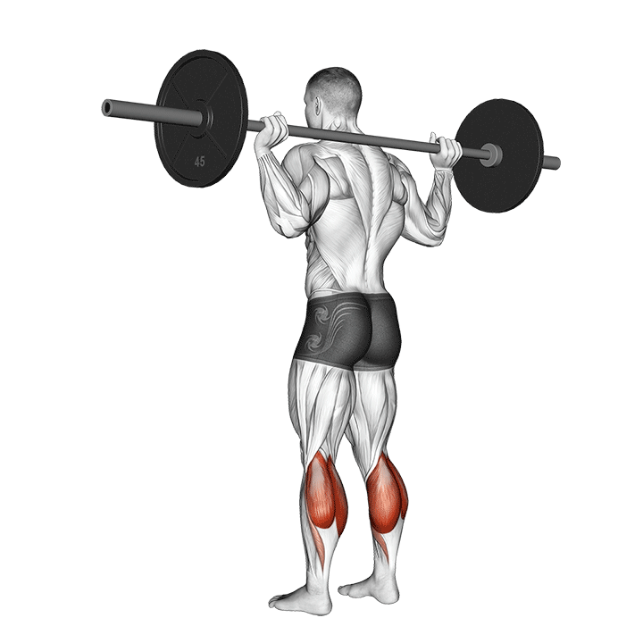 Barbell Calf Raise exercise animation