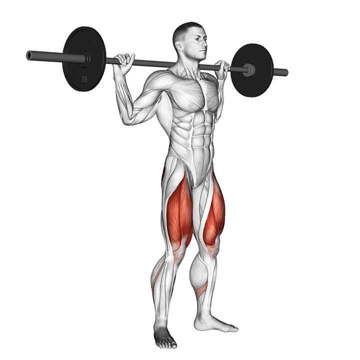 Barbell Squat exercise animation