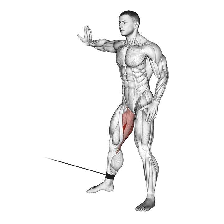 Cable Hip Adduction exercise animation