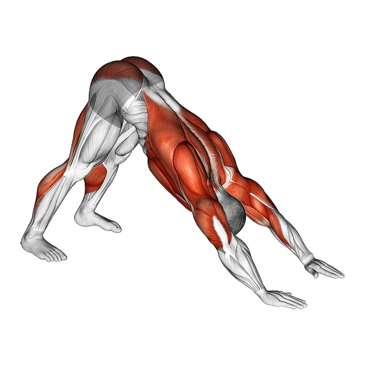 Downward Dog exercise animation