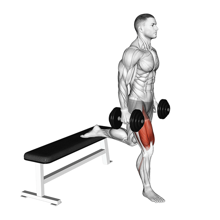 Dumbbell Bulgarian Squat exercise animation