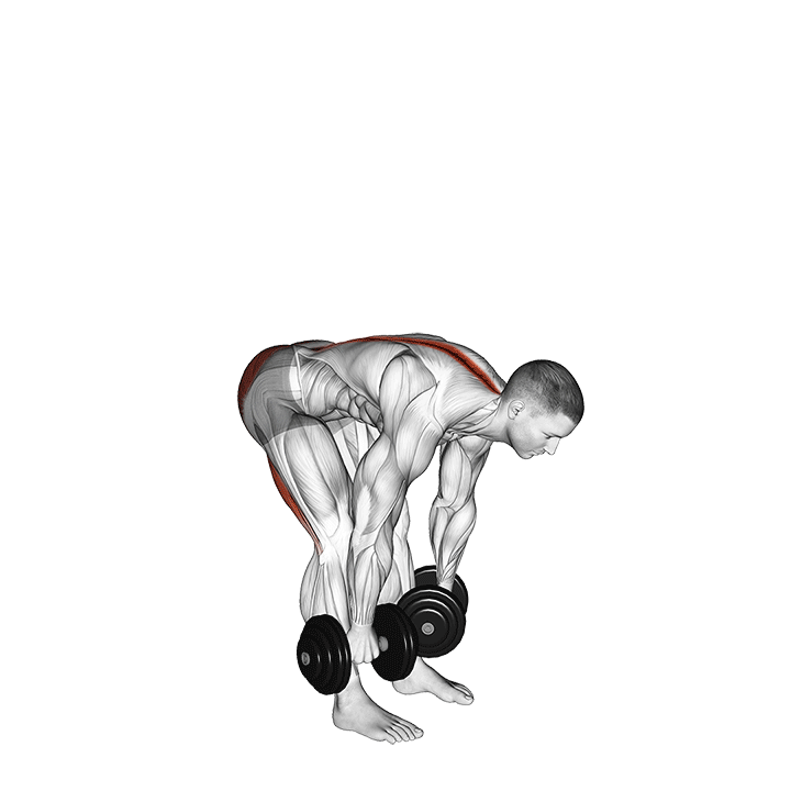 Dumbbell Deadlift Straight Legs exercise animation
