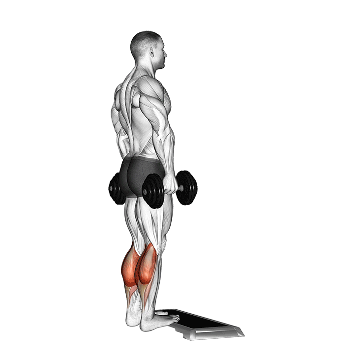 Dumbbell Standing Calf Raises exercise animation