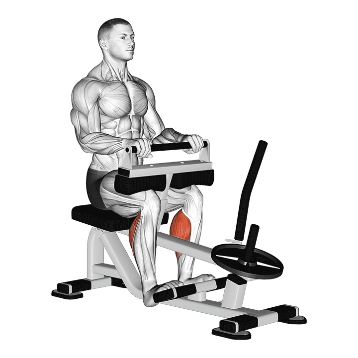 Seated Calf Raise exercise animation