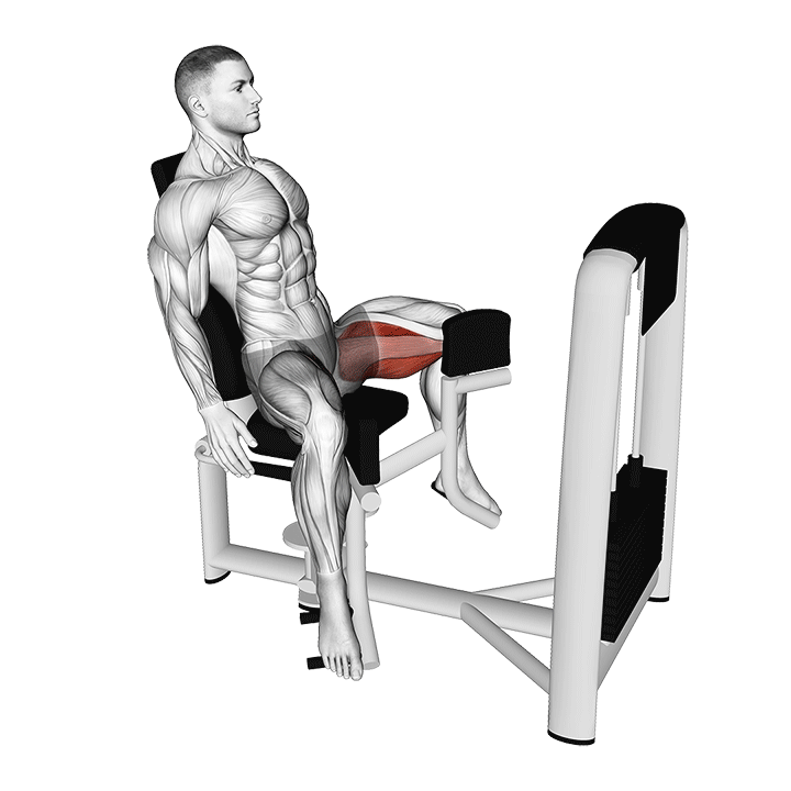 Seated Hip Adduction exercise animation
