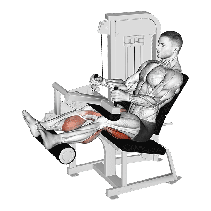 Seated Leg Curl exercise animation