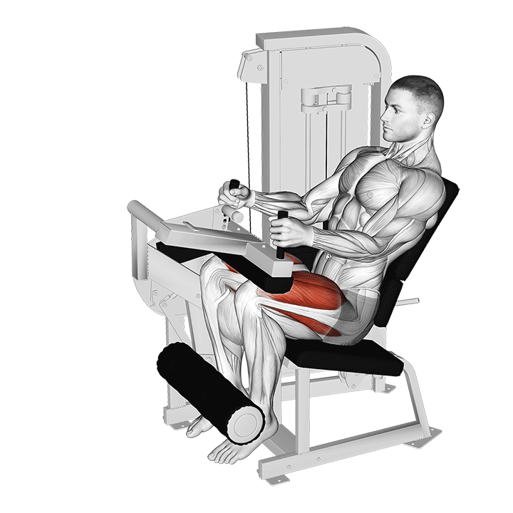 Seated Leg Extension Machine exercise animation
