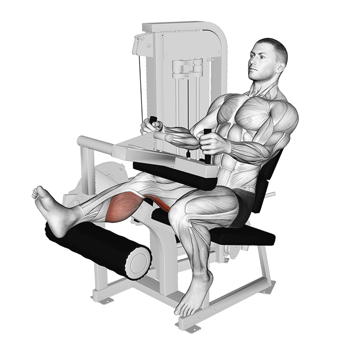 Seated Single Leg Curl exercise animation