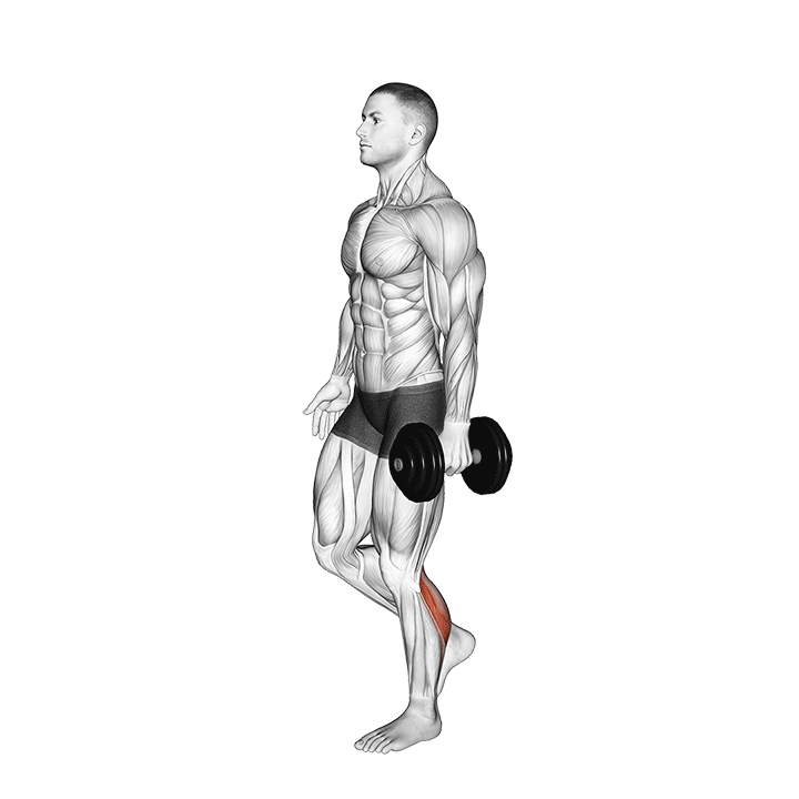 Single-Leg Calf Raise with Dumbbell exercise animation