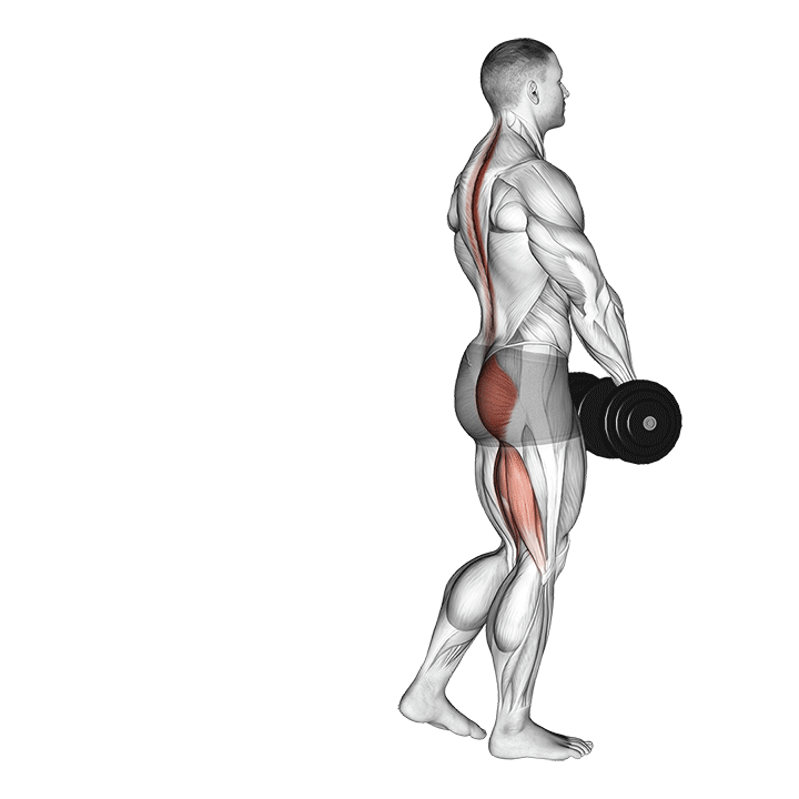 Single Leg Romanian Deadlift exercise animation
