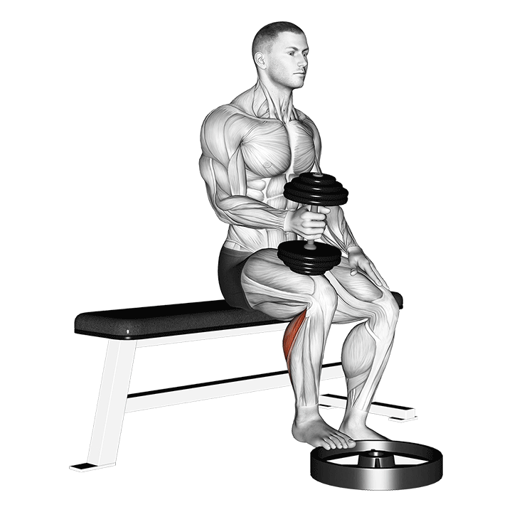 Single-Leg Seated Calf Raise with Dumbbell exercise animation