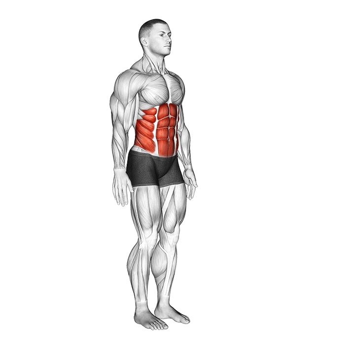Standing Forward Bend exercise animation