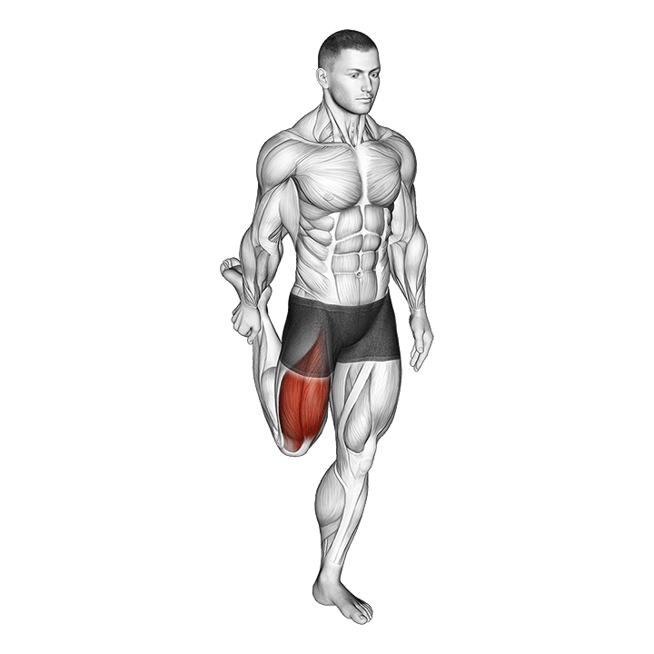 Standing Quadriceps Stretch exercise animation