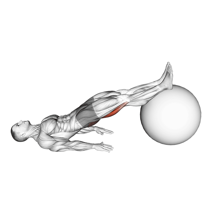Swiss Ball Leg Curl exercise animation