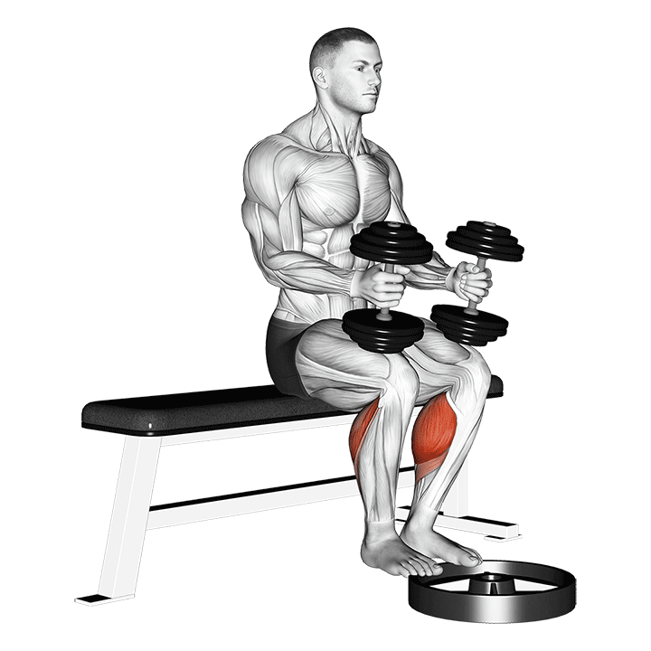 Weighted Seated Calf Raise exercise animation