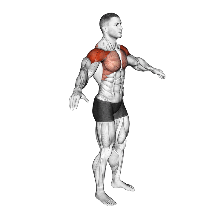 Arm Circles exercise animation