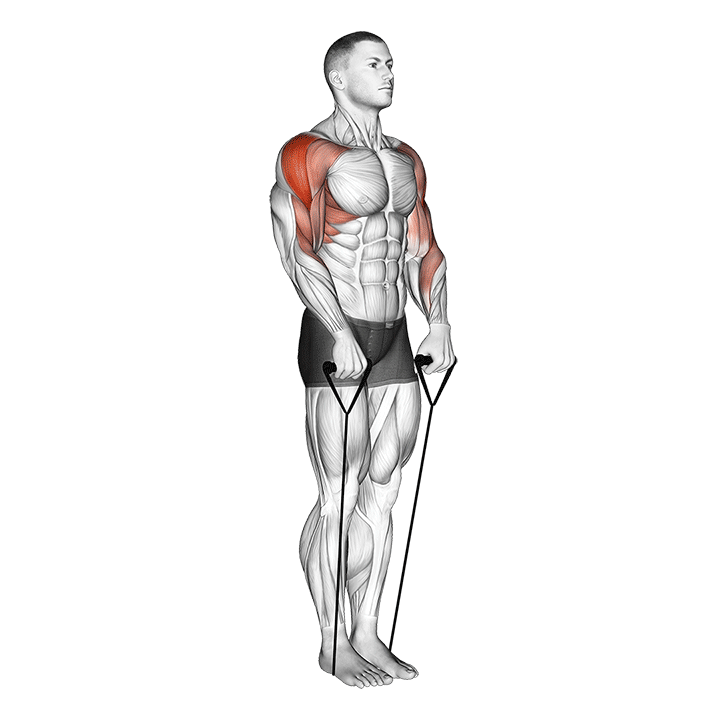 Band Upright Row exercise animation