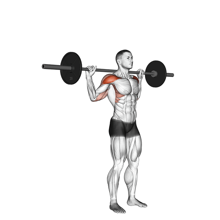 Barbell Behind Neck Shoulder Press exercise animation