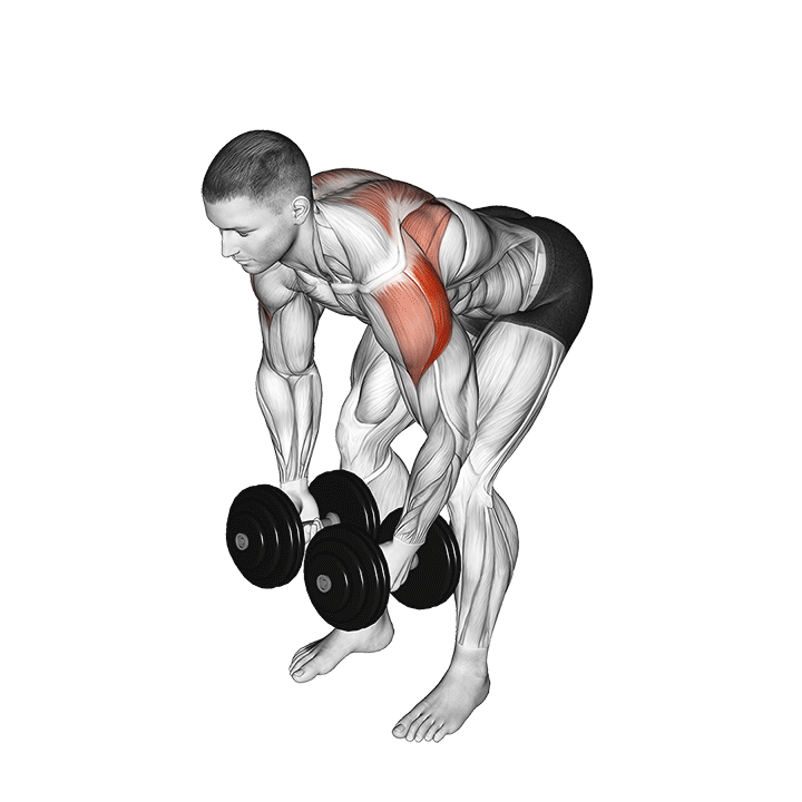 Bent Over Dumbbell Lateral Raise exercise animation