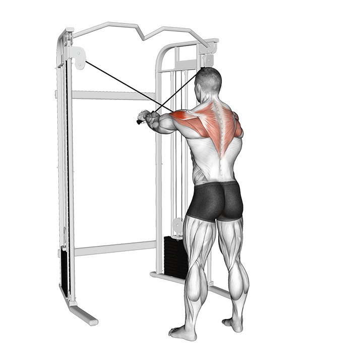 Cable Rear Delt Fly (Reverse Fly) exercise animation