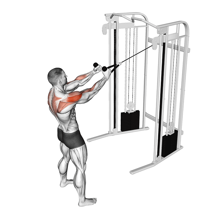 Cable Supinated Face Pull exercise animation