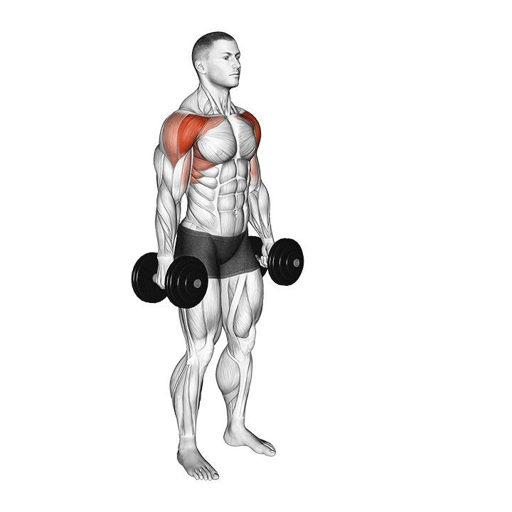 Dumbbell Alternate Hammer Front Raise exercise animation