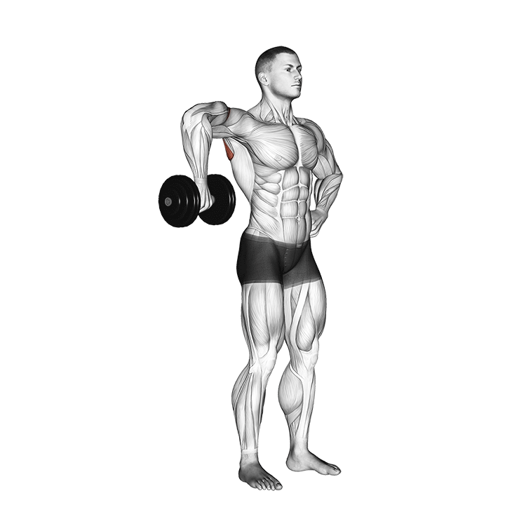 Dumbbell Cuban Rotation exercise animation