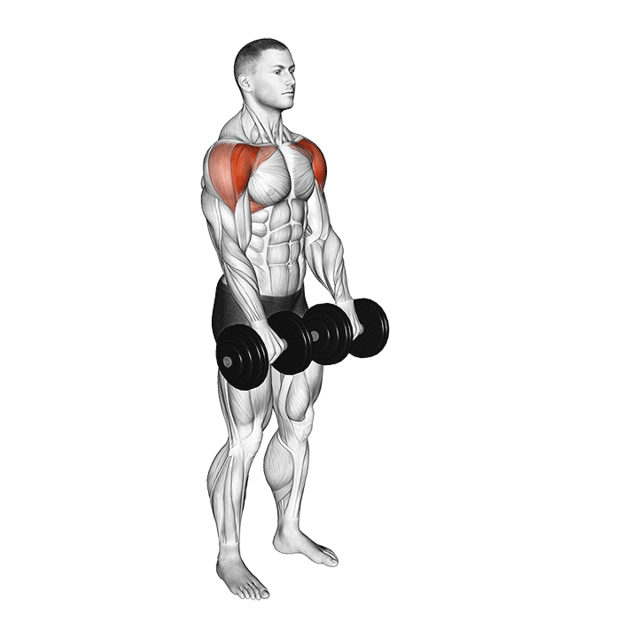 Dumbbell Front Raise exercise animation