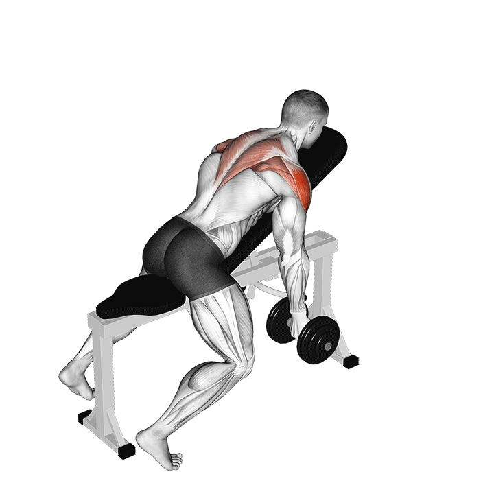 Dumbbell Incline T Raise exercise animation