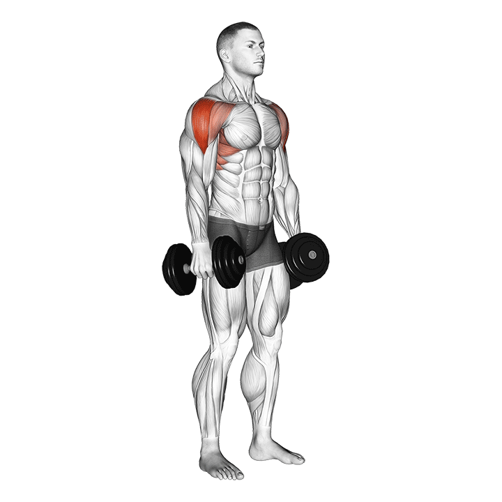 Dumbbell Lateral Raise exercise animation