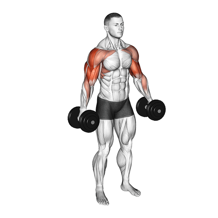 Dumbbell Poliquin Lateral Raise exercise animation