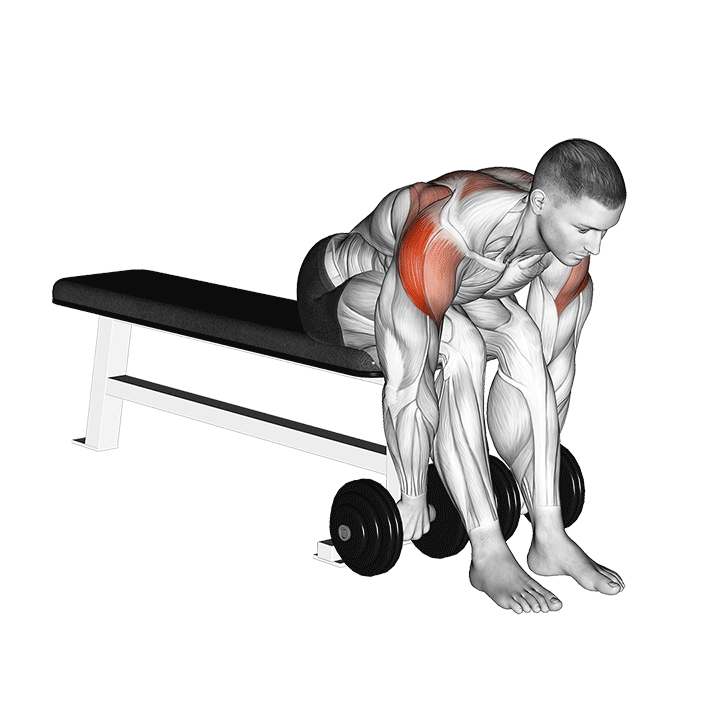 Dumbbell Seated Bent Over High Row exercise animation