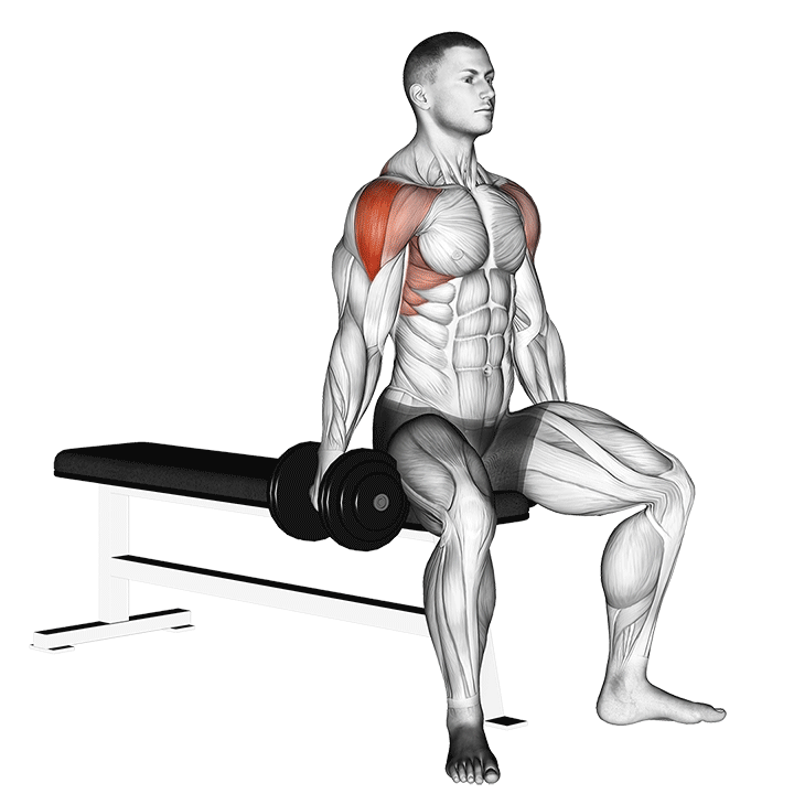 Dumbbell Seated Lateral Raise exercise animation
