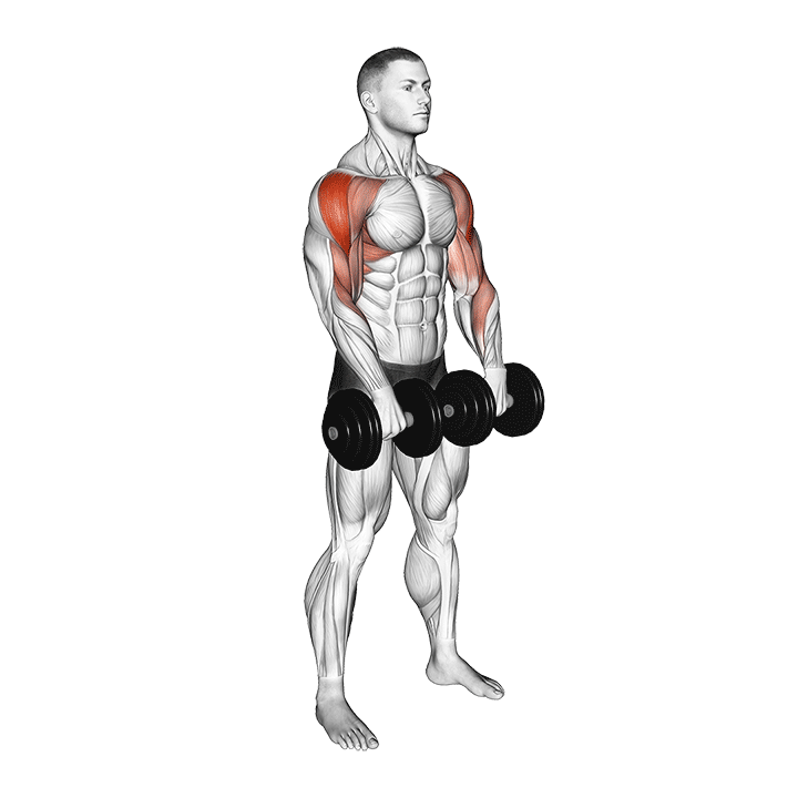 Dumbbell Upright Row exercise animation