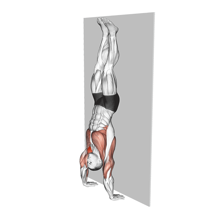 Handstand Hold exercise animation