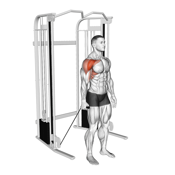 One-Arm Cable Front Raise exercise animation
