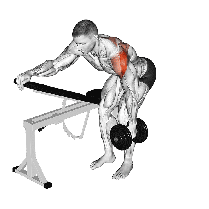One-Arm Dumbbell Supported Bent Over Lateral Raise exercise animation