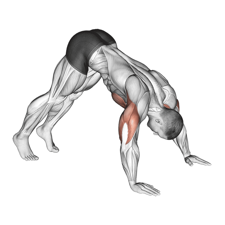 Pike Push-Up exercise animation