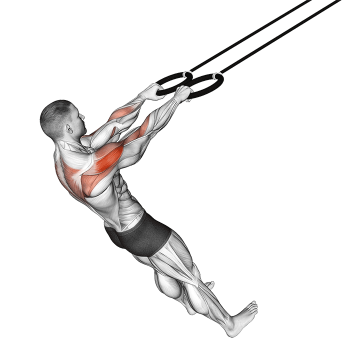 Ring Face Pull exercise animation