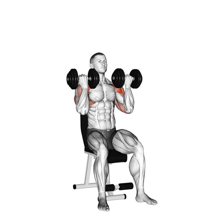 Seated Arnold Dumbbell Press exercise animation