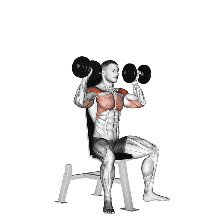 Seated Dumbbell Shoulder Press exercise animation
