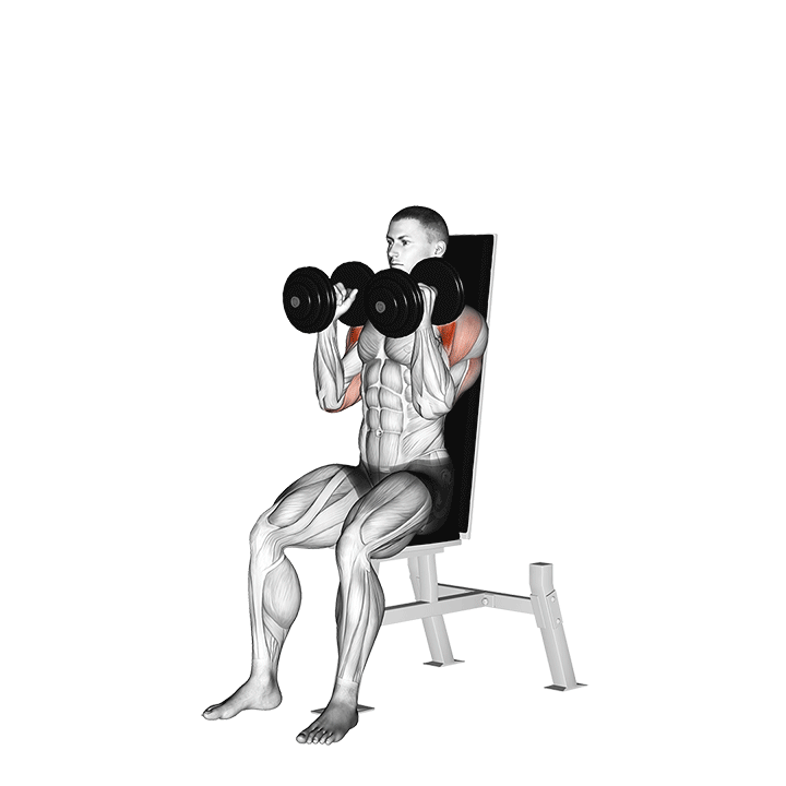 Seated Shoulder Press Neutral Grip exercise animation