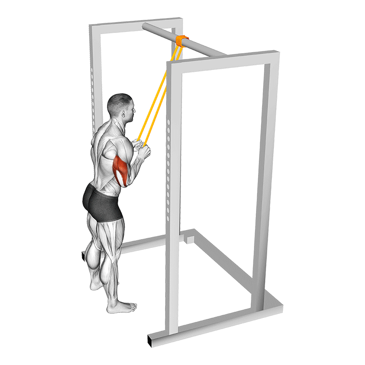 Band Triceps Pushdown exercise animation