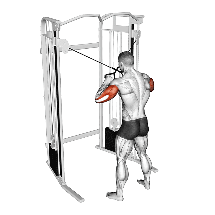Cable Cross Triceps Extension exercise animation