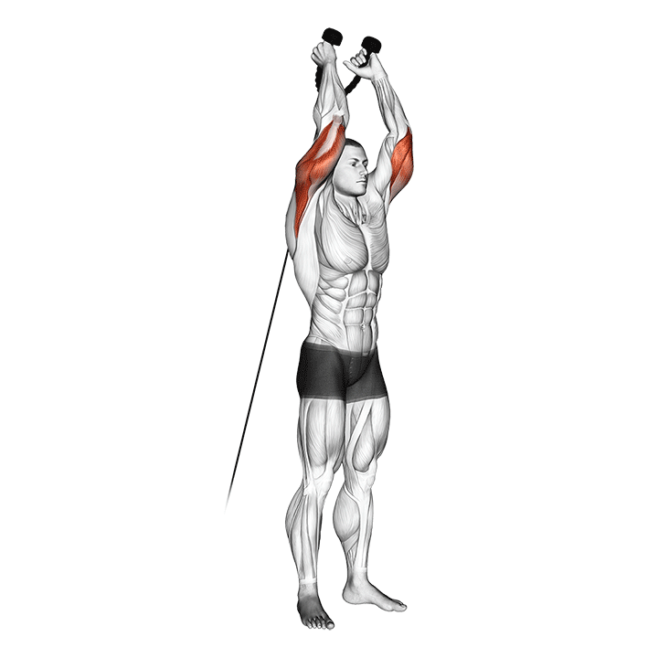 Cable Overhead Triceps Extension exercise animation