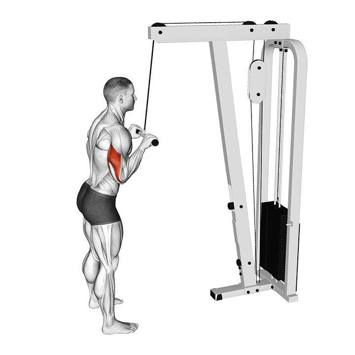 Cable Triceps Pushdown exercise animation
